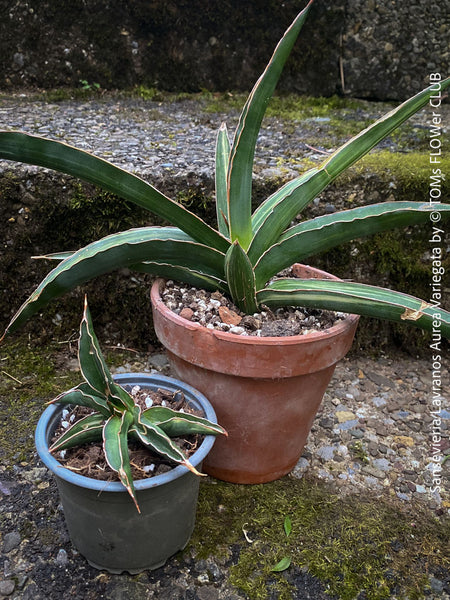 Sansevieria Lavranos Aurea Variegata, organically grown succulent plants for sale at TOMs FLOWer CLUB.