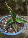 Sansevieria Lavranos Aurea Variegata, organically grown succulent plants for sale at TOMs FLOWer CLUB.