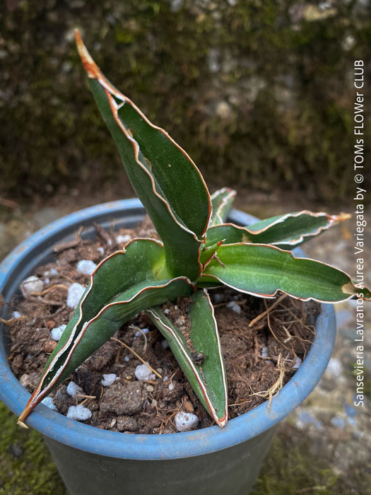 Sansevieria Lavranos Aurea Variegata, organically grown succulent plants for sale at TOMs FLOWer CLUB.