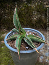 Sansevieria Lavranos Aurea Variegata, organically grown succulent plants for sale at TOMs FLOWer CLUB.