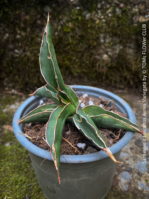 Sansevieria Lavranos Aurea Variegata, organically grown succulent plants for sale at TOMs FLOWer CLUB.