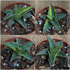 Sansevieria Lavranos Aurea Variegata, organically grown succulent plants for sale at TOMs FLOWer CLUB.