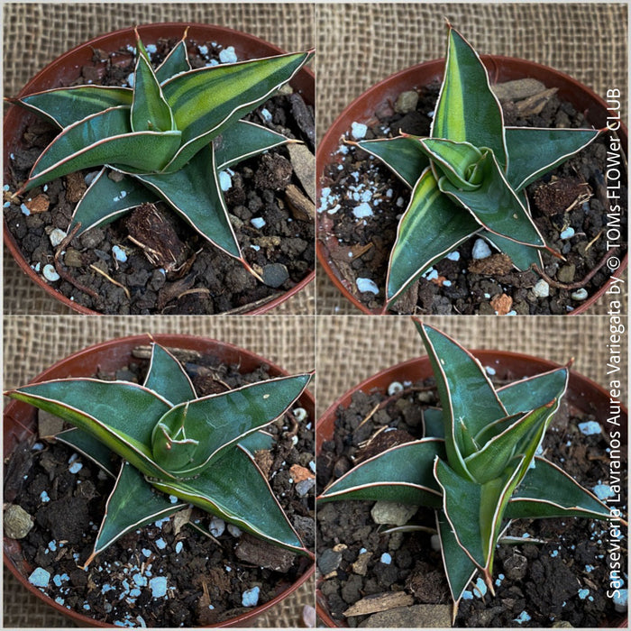 Sansevieria Lavranos Aurea Variegata, organically grown succulent plants for sale at TOMs FLOWer CLUB.