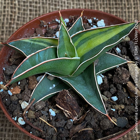 Sansevieria Lavranos Aurea Variegata, organically grown succulent plants for sale at TOMs FLOWer CLUB.