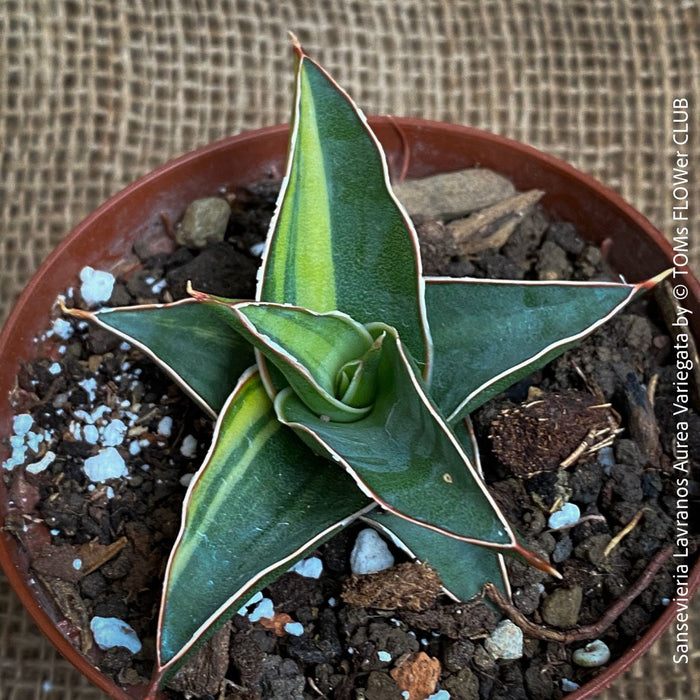 Sansevieria Lavranos Aurea Variegata, organically grown succulent plants for sale at TOMs FLOWer CLUB.