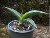 Sansevieria Lavranos 23251, organically grown succulent plants for sale at TOMs FLOWer CLUB.