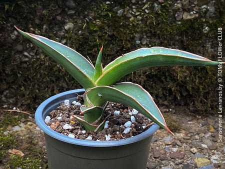 Sansevieria Lavranos 23251, organically grown succulent plants for sale at TOMs FLOWer CLUB.