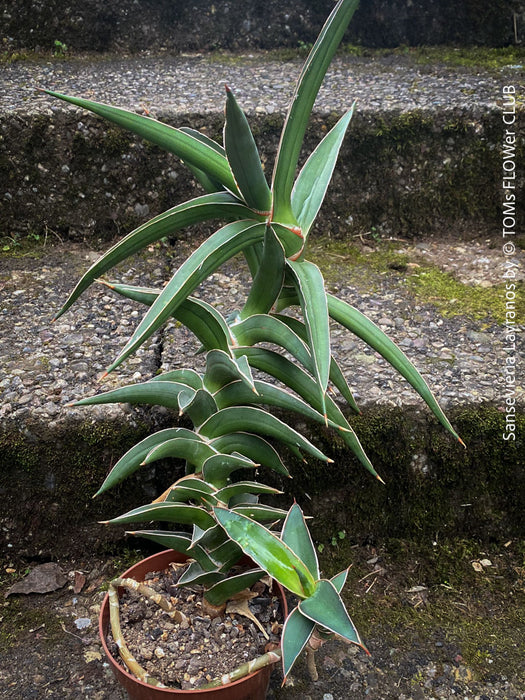 Sansevieria Lavranos 23251, organically grown succulent plants for sale at TOMs FLOWer CLUB.