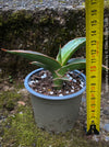 Sansevieria Lavranos 23251, organically grown succulent plants for sale at TOMs FLOWer CLUB.