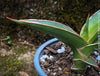 Sansevieria Lavranos 23251, organically grown succulent plants for sale at TOMs FLOWer CLUB.