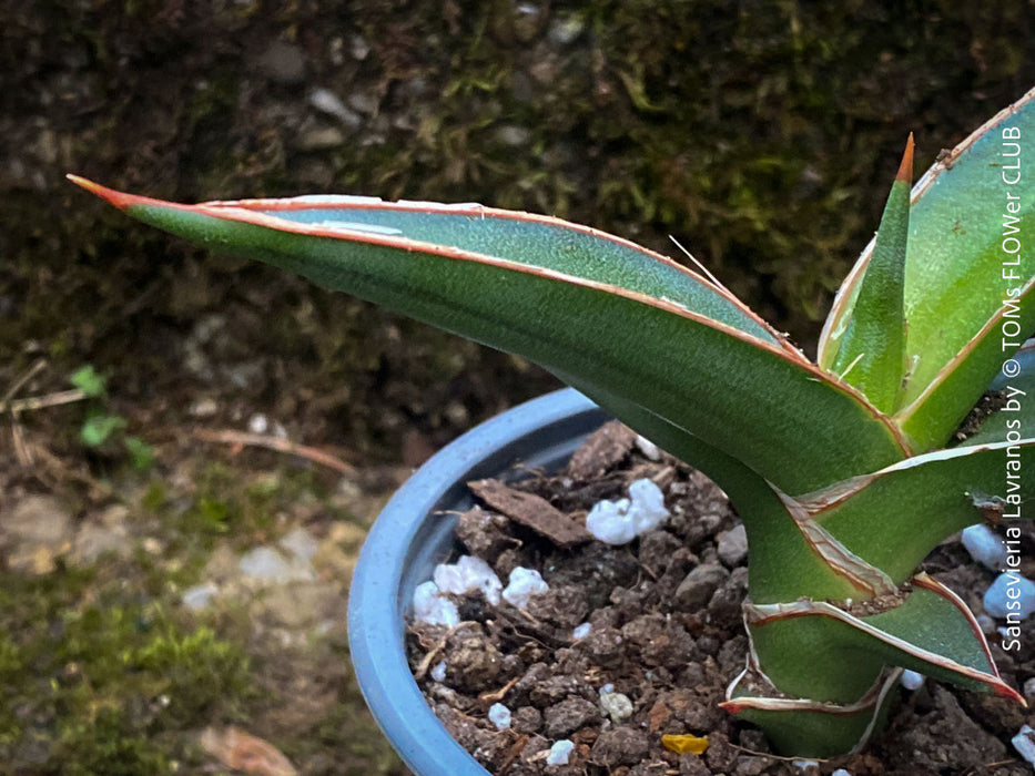 Sansevieria Lavranos 23251, organically grown succulent plants for sale at TOMs FLOWer CLUB.