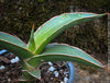 Sansevieria Lavranos 23251, organically grown succulent plants for sale at TOMs FLOWer CLUB.