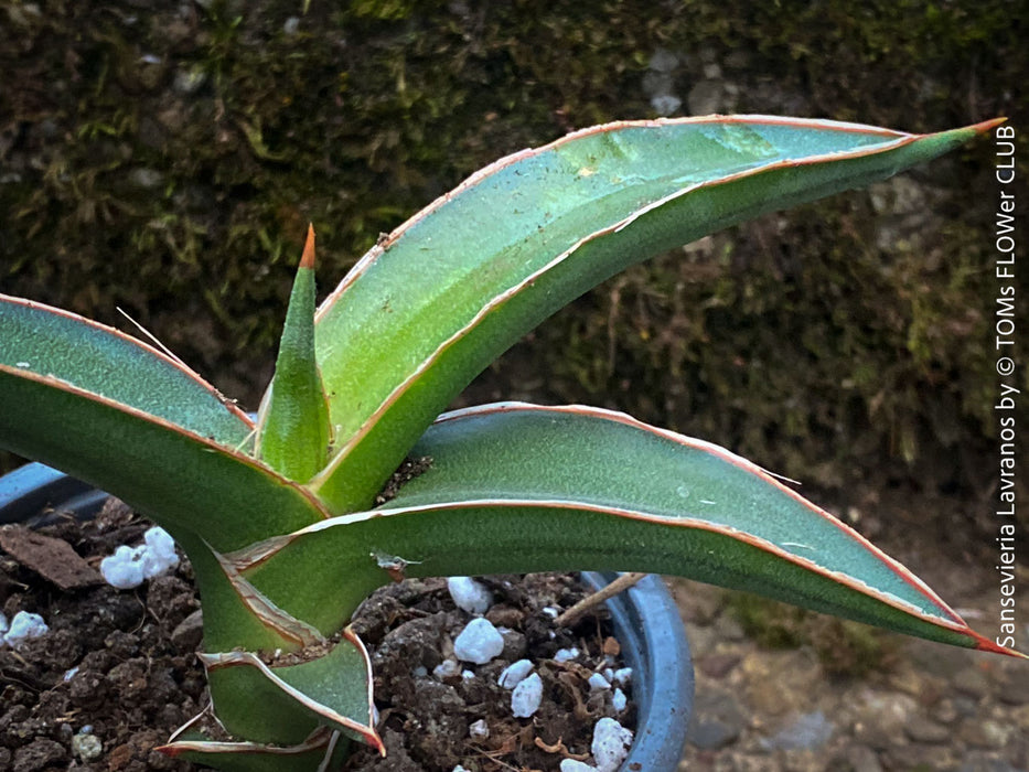 Sansevieria Lavranos 23251, organically grown succulent plants for sale at TOMs FLOWer CLUB.