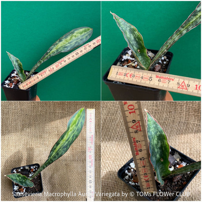 Sansevieria macrophylla Aurea Variegata, organically grown succulent plants for sale at TOMs FLOWer CLUB.