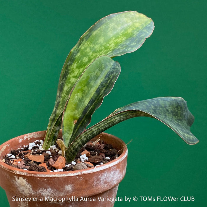 Sansevieria macrophylla Aurea Variegata, organically grown succulent plants for sale at TOMs FLOWer CLUB.