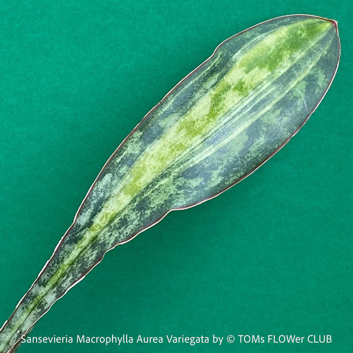 Sansevieria macrophylla Aurea Variegata, organically grown succulent plants for sale at TOMs FLOWer CLUB.