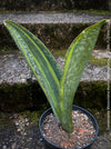 Top-healthy Sansevieria Masoniana Aurea Variegata from own propagation, organic, slow-grown, with no leaf sprays or excessive fertilization, ideal for indoor air quality.