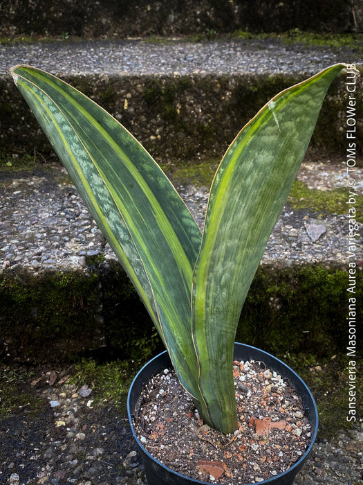 Top-healthy Sansevieria Masoniana Aurea Variegata from own propagation, organic, slow-grown, with no leaf sprays or excessive fertilization, ideal for indoor air quality.