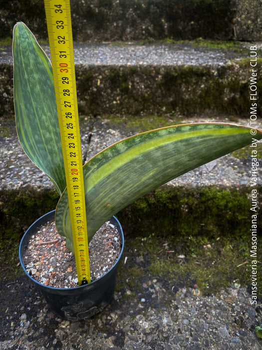 Air-purifying Sansevieria Masoniana Aurea Variegata, organically cultivated, low-maintenance, with unique yellow variegation and a self-mixed Sansevieria substrate.