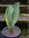 Sansevieria Masoniana Aurea Variegata with pale yellow-striped, leathery green leaves up to 0.5m long, organically grown and potted in permeable substrate.