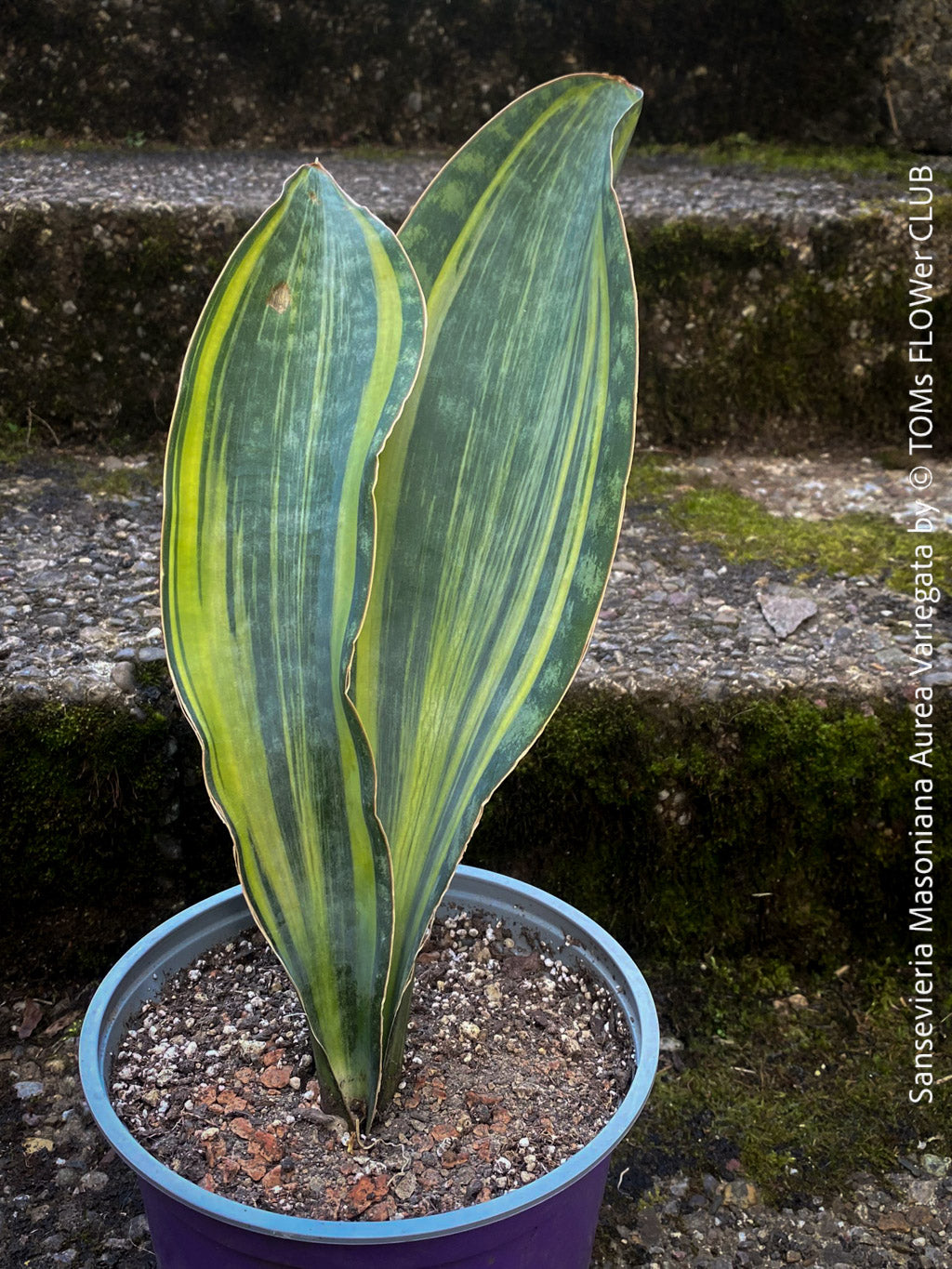 sansevieria masoniana f variegata Sansevieria Masoniana Aurea Variegata