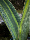 Elegant Sansevieria Masoniana Aurea Variegata from TOMs FLOWer CLUB, featuring 20-25cm wide leaves, perfect for sunny indoor spaces, air-purifying and robust.