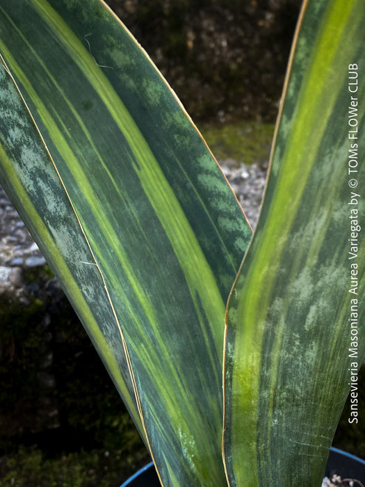 Elegant Sansevieria Masoniana Aurea Variegata from TOMs FLOWer CLUB, featuring 20-25cm wide leaves, perfect for sunny indoor spaces, air-purifying and robust.