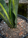 Sansevieria Masoniana Aurea Variegata, robust and elegant houseplant, growing naturally without over-fertilization, ideal for semi-shady indoor spaces.