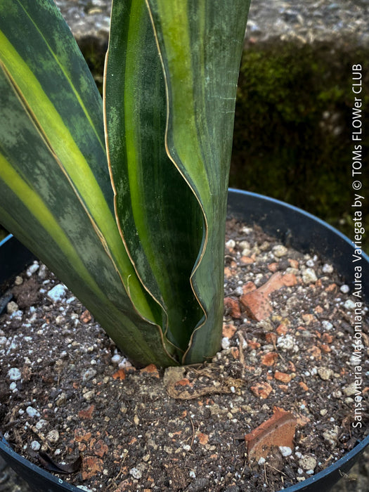 Sansevieria Masoniana Aurea Variegata, robust and elegant houseplant, growing naturally without over-fertilization, ideal for semi-shady indoor spaces.