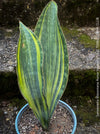 Variegated Sansevieria Masoniana with wide, pale yellow-striped leaves, easy-care, potted in organic substrate, perfect for clean air and healthy living spaces.