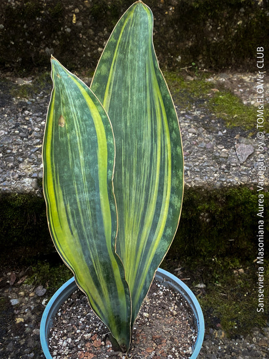 Variegated Sansevieria Masoniana with wide, pale yellow-striped leaves, easy-care, potted in organic substrate, perfect for clean air and healthy living spaces.