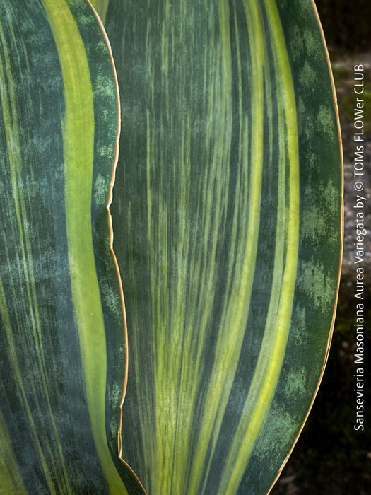 Rare Sansevieria Masoniana Aurea Variegata from TOMs FLOWer CLUB, organically propagated, robust, and suited for bright or semi-shady locations, no waterlogging.