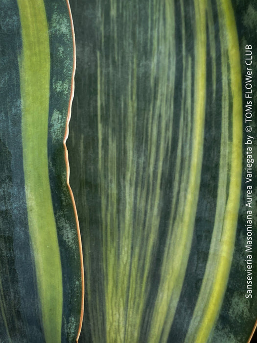 Indoor-friendly Sansevieria Masoniana Aurea Variegata with wide variegated leaves, naturally slow-grown, air-purifying, and potted for long-term health.