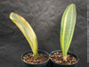 Sansevieria Masoniana Aurea Variegata form TOMs FLOWer CLUB, oragnically grown plants, African succulents; with wide variegated leaves, naturally slow-grown, air-purifying, and potted for long-term health.
