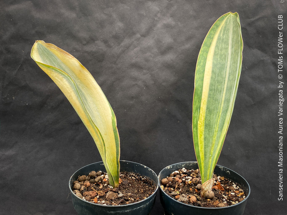 sansevieria masoniana variegated white Sansevieria Masoniana Aurea Variegata | organically grown succulent plants