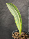 Sansevieria Masoniana Aurea Variegata form TOMs FLOWer CLUB, oragnically grown plants, African succulents; with wide variegated leaves, naturally slow-grown, air-purifying, and potted for long-term health.