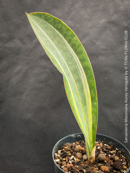 Sansevieria Masoniana Aurea Variegata form TOMs FLOWer CLUB, oragnically grown plants, African succulents; with wide variegated leaves, naturally slow-grown, air-purifying, and potted for long-term health.