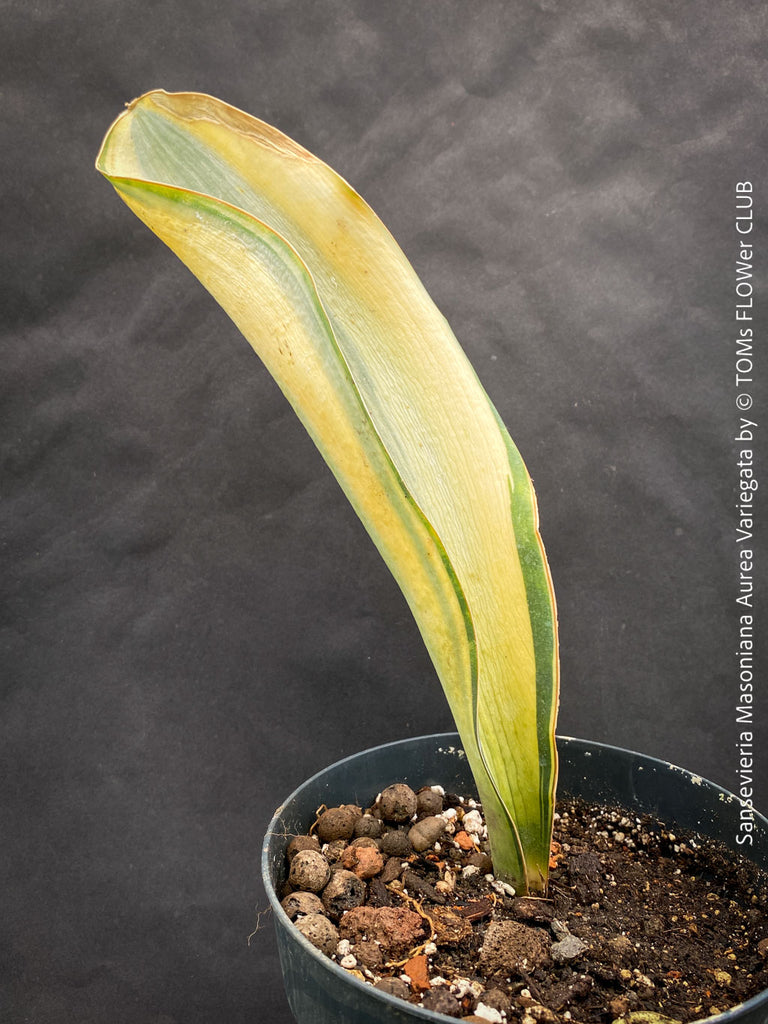 Sansevieria Masoniana Aurea Variegata | organically grown succulent plants 