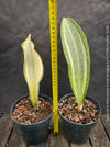 Sansevieria Masoniana Aurea Variegata form TOMs FLOWer CLUB, oragnically grown plants, African succulents; with wide variegated leaves, naturally slow-grown, air-purifying, and potted for long-term health.