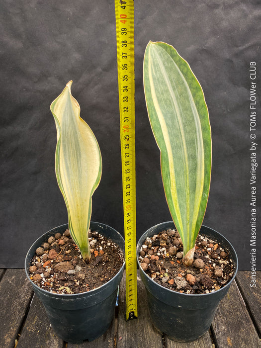 Sansevieria Masoniana Aurea Variegata form TOMs FLOWer CLUB, oragnically grown plants, African succulents; with wide variegated leaves, naturally slow-grown, air-purifying, and potted for long-term health.