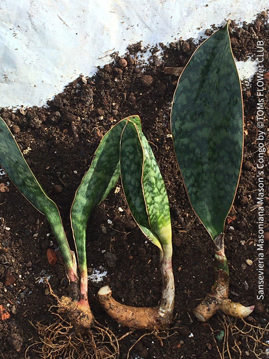 Sansevieria masoniana Mason's Congo, organically grown succulent plants for sale at TOMs FLOWer CLUB.