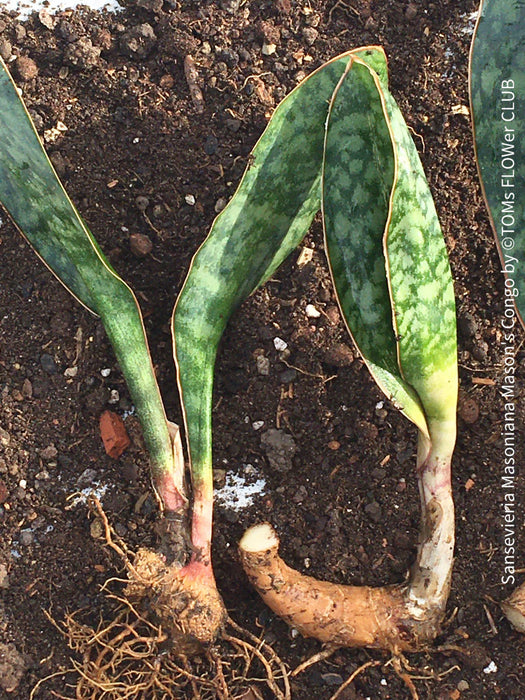 Sansevieria masoniana Mason's Congo, organically grown succulent plants for sale at TOMs FLOWer CLUB.