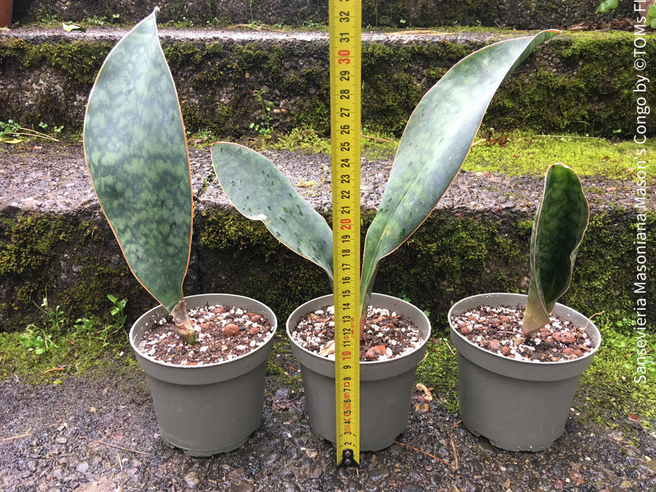 sansevieria masoniana congo giant Sansevieria Masoniana Mason's Congo