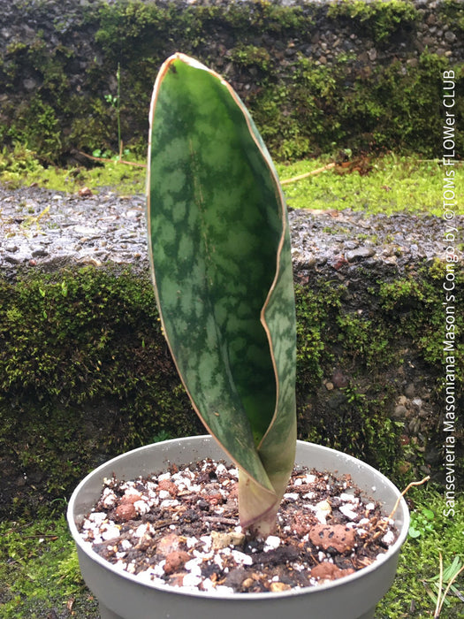 congo sansevieria Sansevieria Masoniana Mason's Congo | organically grown succulent plants