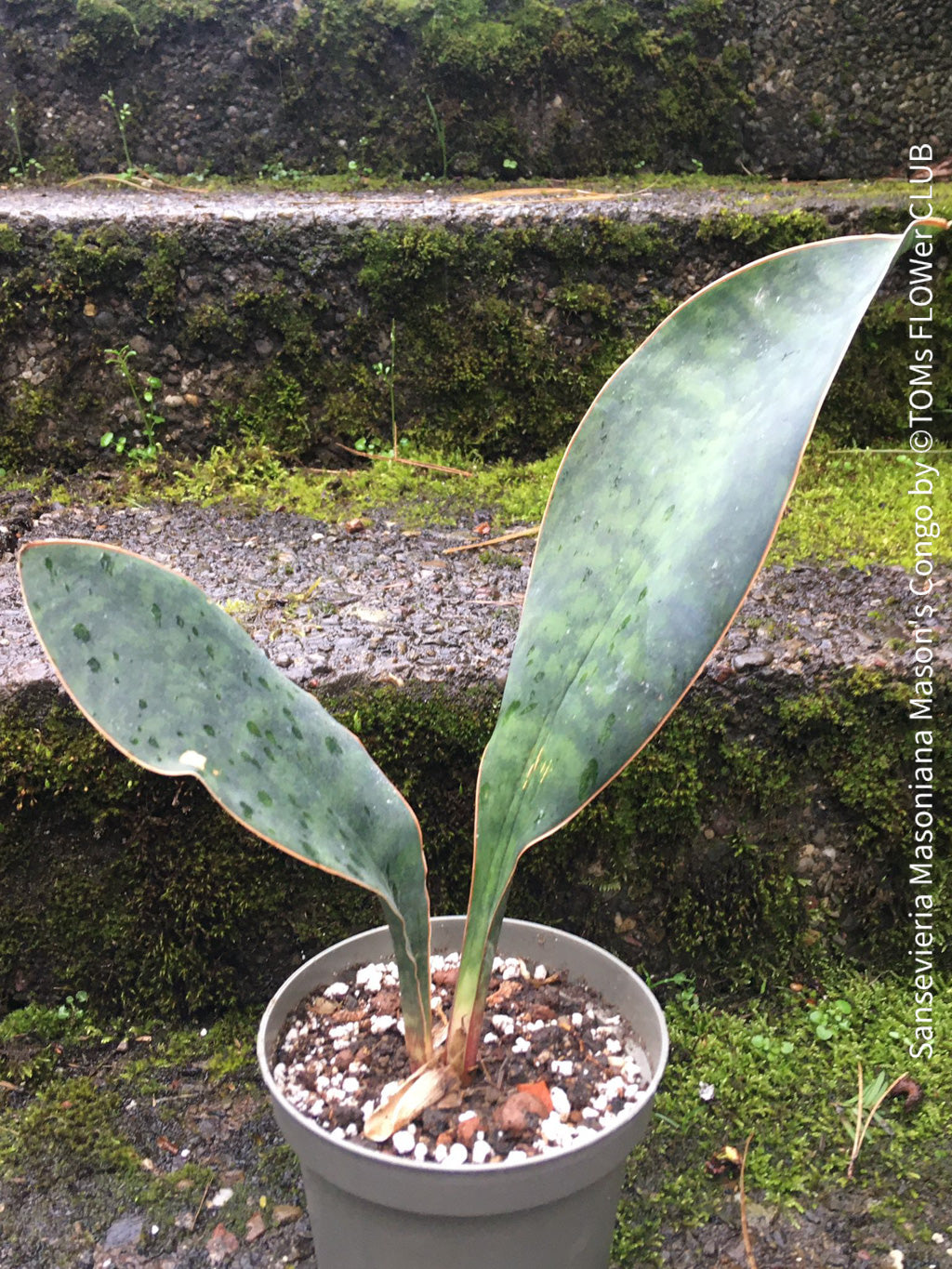 masoniana sansevieria Sansevieria Masoniana Mason's Congo