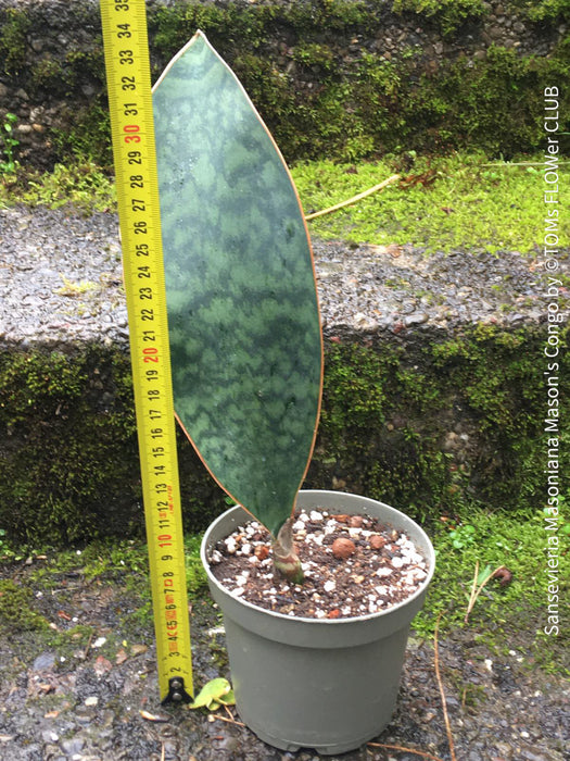 sansevieria masoniana mason's congo Sansevieria Masoniana Mason's Congo