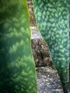 Sansevieria masoniana Mason's Congo, organically grown succulent plants for sale at TOMs FLOWer CLUB.