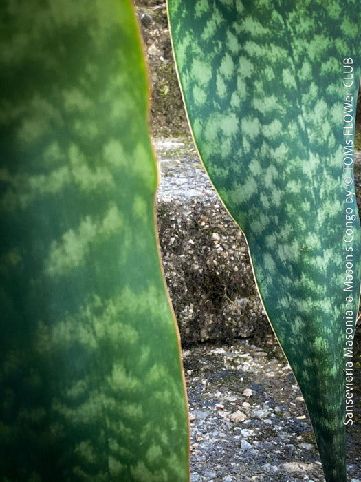 Sansevieria masoniana Mason's Congo, organically grown succulent plants for sale at TOMs FLOWer CLUB.