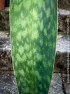 Sansevieria masoniana Mason's Congo, organically grown succulent plants for sale at TOMs FLOWer CLUB.