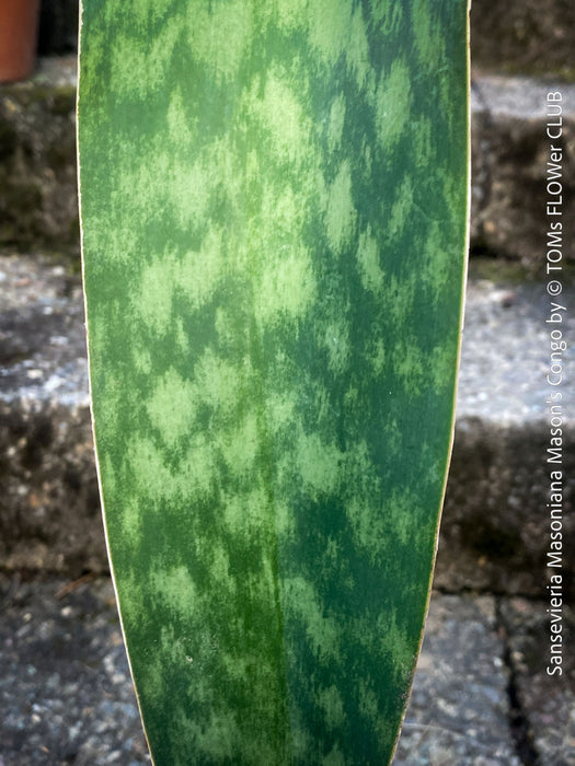 Sansevieria masoniana Mason's Congo, organically grown succulent plants for sale at TOMs FLOWer CLUB.